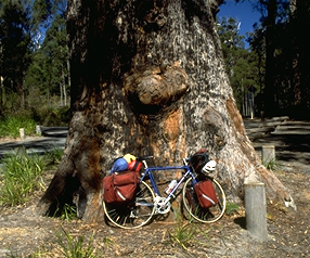 Picture of a bike against tree